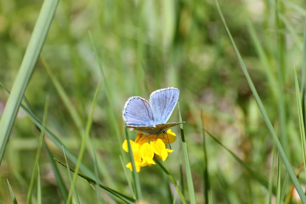 Polyommatus icarus